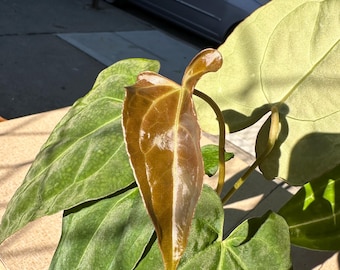 4" Anthurium Red Crystal × Crystallinum – Rare Hybrid Aroid, Velvet Leaf Anthurium, Indoor Tropical Plant