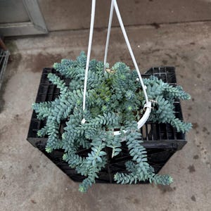 Pode incluir: Uma planta suculenta suspensa, com caules em cascata de folhas azul-esverdeadas em forma de contas. A planta est&aacute; numa caixa de pl&aacute;stico preta, suspensa por cordas brancas. O h&aacute;bito rastejante &eacute; proeminente.
