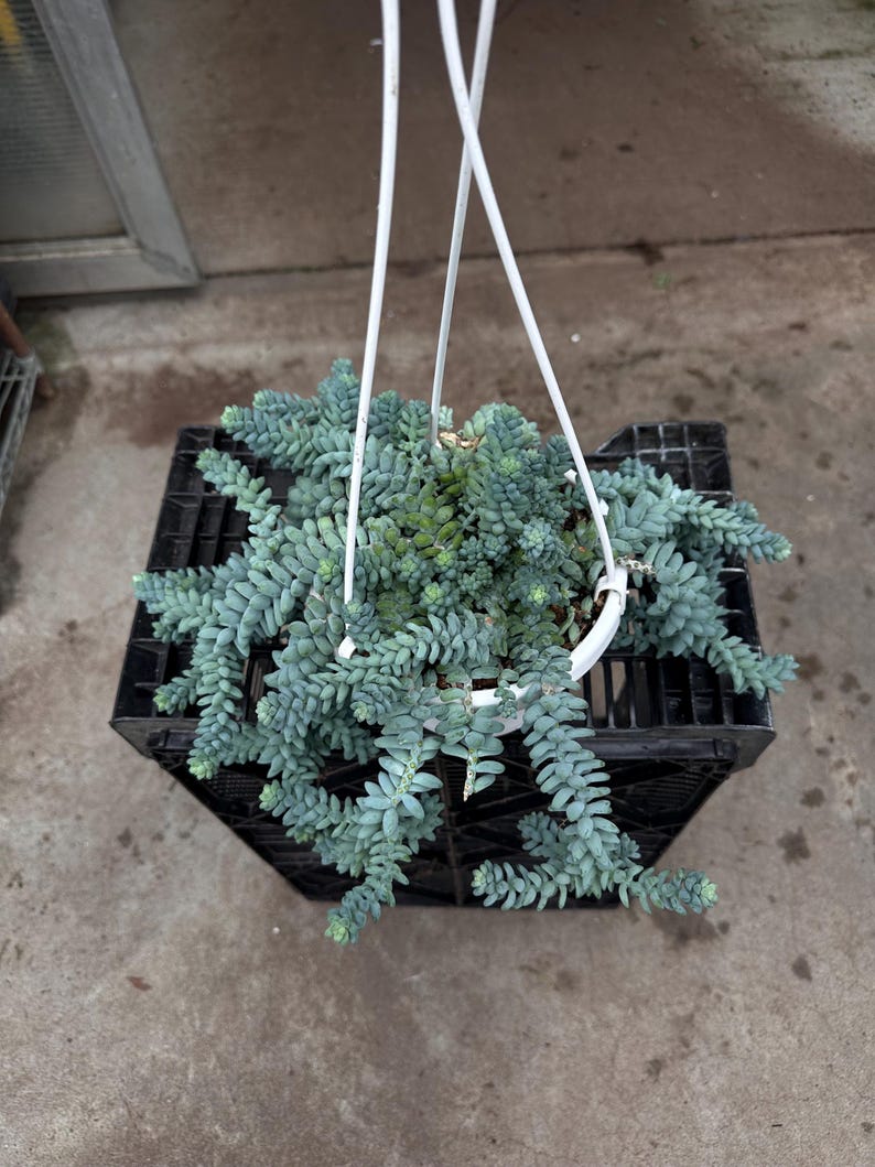 Pode incluir: Uma planta suculenta suspensa, com caules em cascata de folhas azul-esverdeadas em forma de contas. A planta est&aacute; numa caixa de pl&aacute;stico preta, suspensa por cordas brancas. O h&aacute;bito rastejante &eacute; proeminente.
