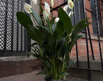 6" Peace Lily | Spathiphyllum | Easy Care Indoor Plant | Low Light Houseplant