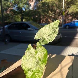 Alocasia Macrorrhiza Variegated – Rare Elephant Ear, Large Tropical Houseplant, Collector Aroid