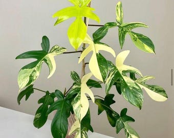 ginseng plant root Chinese Ginseng – UJAMAA SEEDS main image 0
