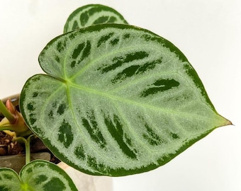 2" Anthurium Dorayaki x Silver Blush – Rare Silver Veined Hybrid