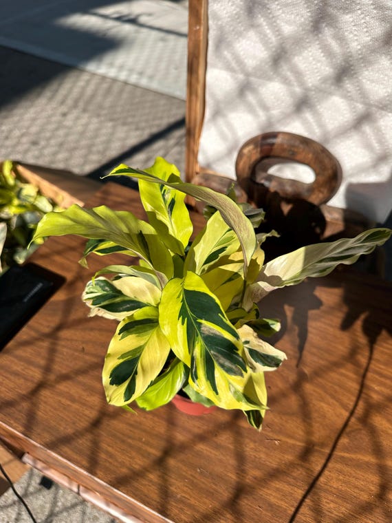 4 Calathea Yellow Allusion  Pet-safe Prayer Plant | Soft Lime-green  Tropical Foliage - Etsy