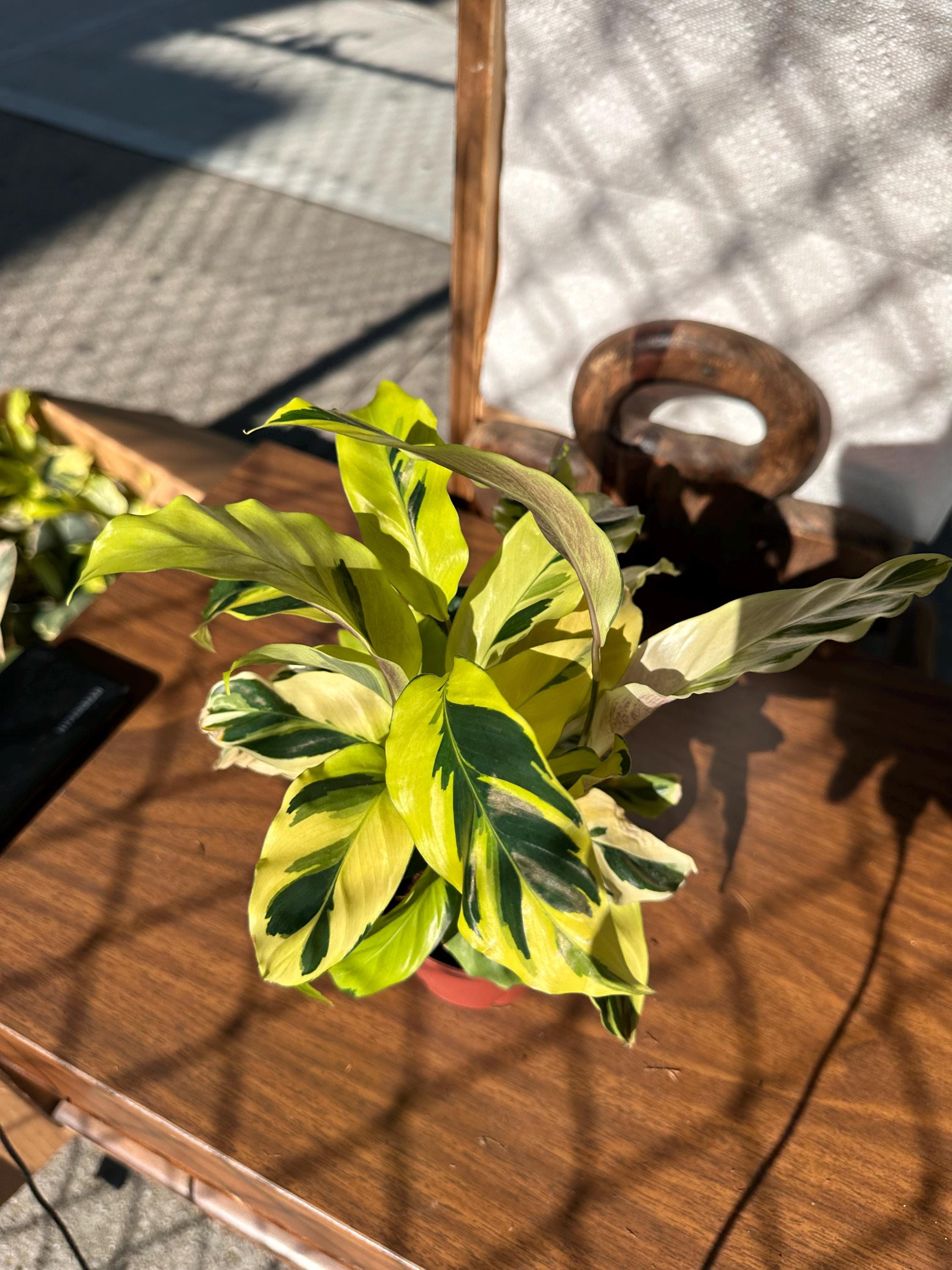 kaukasus efeu Kaukasus-Efeu 'Dentata Variegata' - Hedera colchica dentata variegata main image 0