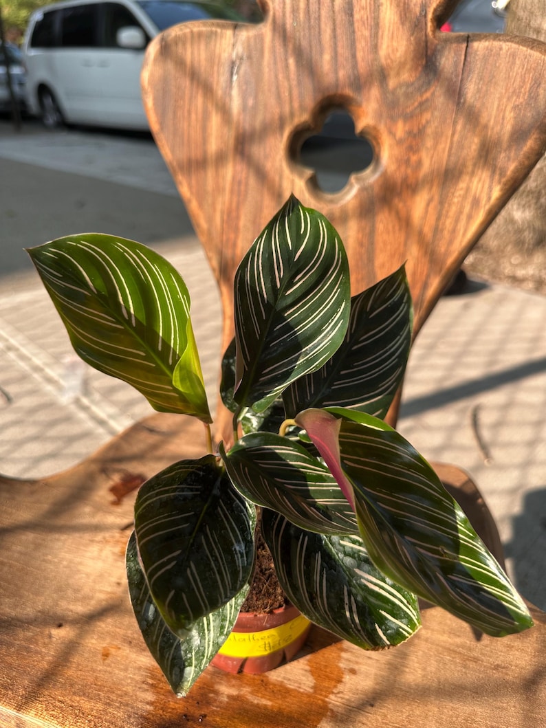 Ishy Plant Calathea Ornata Plant - Thumbnail 4