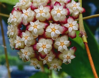 2” Hoya Finlaysonii – Rare Vining Hoya with Patterned Foliage