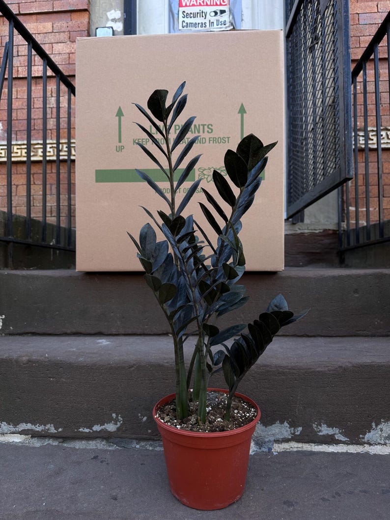 Ishy Plant Raven ZZ Plant - Thumbnail 3
