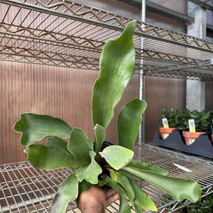 May include: A potted staghorn fern with large, green, antler-like fronds. The plant is held in a black pot and is displayed on a metal shelf. Other potted plants are visible in the background.