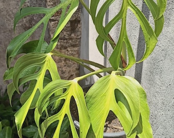 4” Monstera Burle Marx Flame – Rare Fenestrated Aroid | Collectors plant
