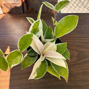 May include: A potted Hoya plant with green and cream-colored leaves. The plant has a mix of light green, cream, and pink leaves. The plant is on a dark brown wooden surface.