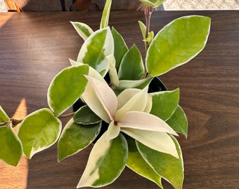 Variegated Hoya Carnosa Albo: Rare Vining Wax Plant - 4" Pot