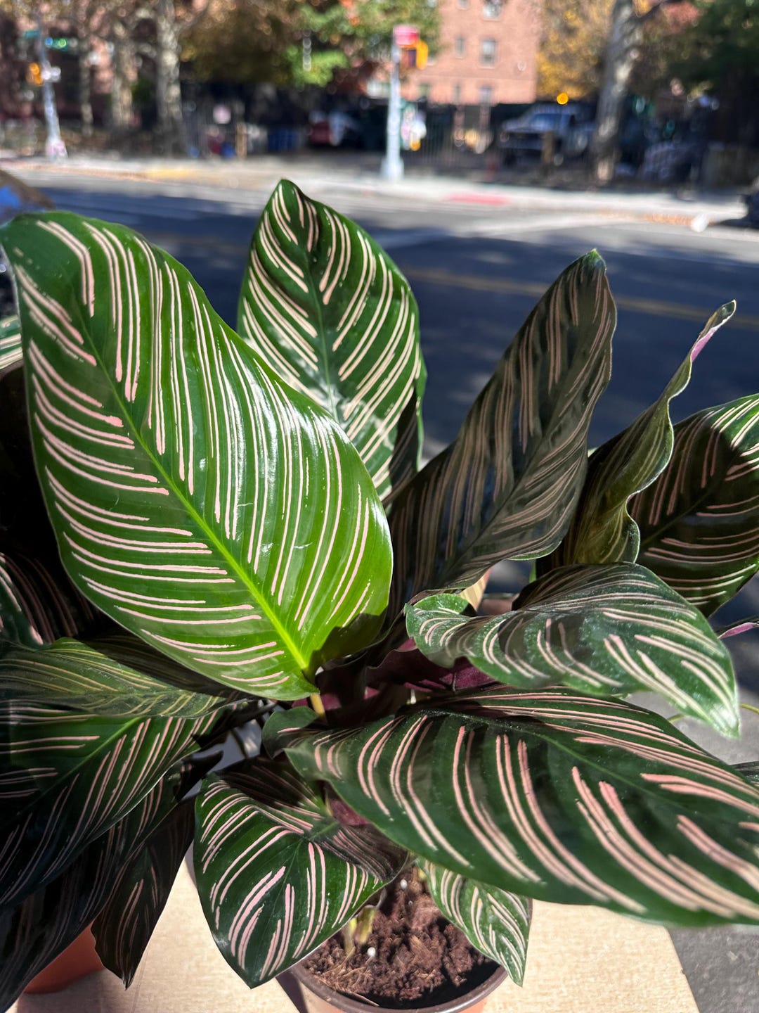 4 Calathea Ornata  Pinstripe Plant | Pet-safe Tropical Houseplant - Etsy