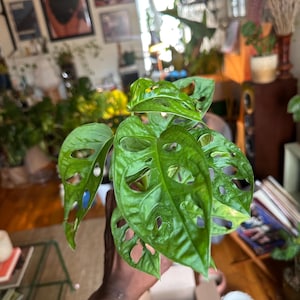 4&quot; Monstera Adansonii – Swiss Cheese Plant | Easy Care Tropical Indoor Plant
