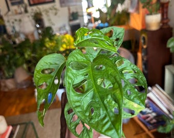 May include: Close-up of a vibrant green Monstera Adansonii plant with distinctive hole-filled leaves. The plant is held in front of a blurred background of a room with other plants and decor.