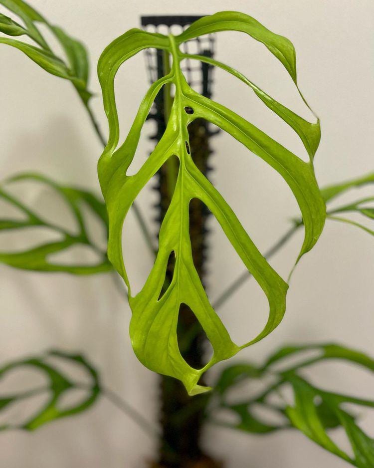 Philodendron Obliqua - Etsy
