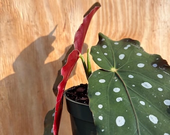 4.5" Begonia Maculata — Polka Dot Begonia | Silver Spotted Leaves | Live Houseplant