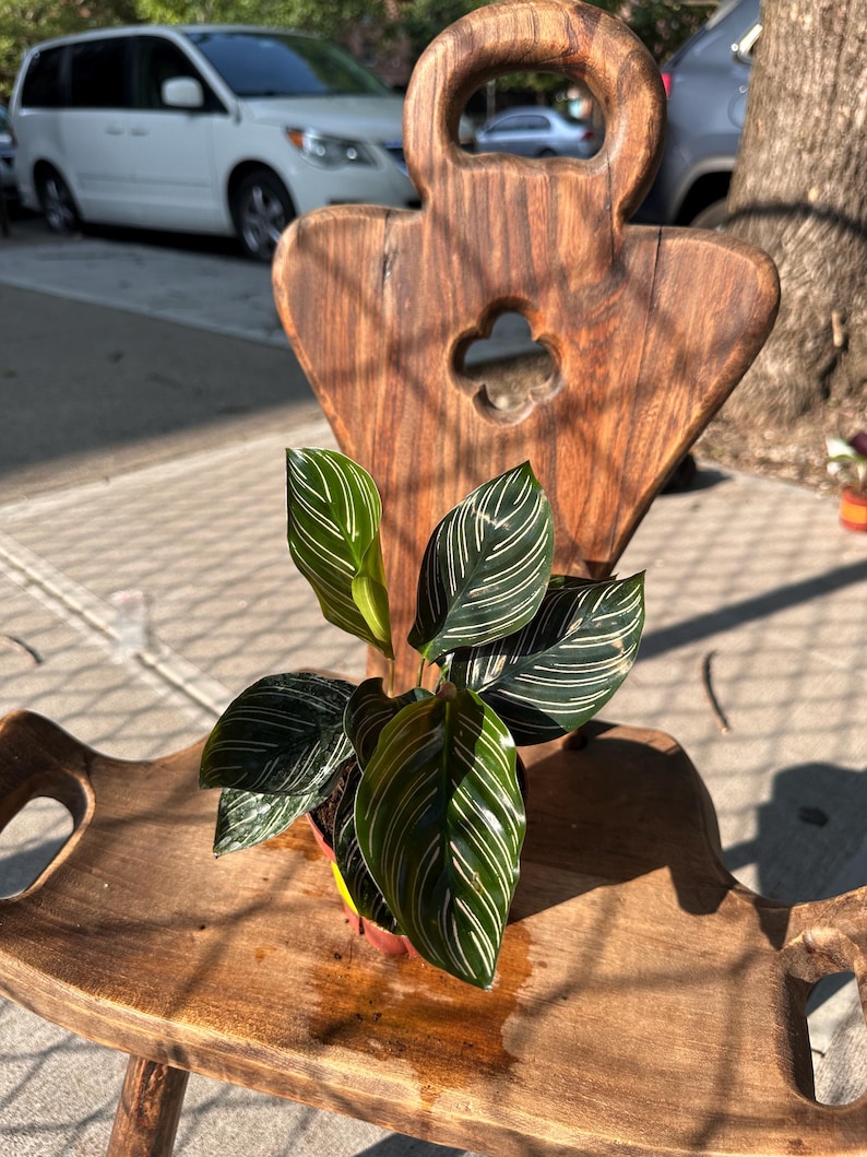 Ishy Plant Calathea Ornata Plant - Thumbnail 3