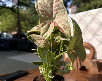 black philodendron cardinal Philodendron Black Cardinal