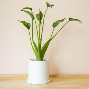 May include: A potted plant with green leaves and stems in a white ceramic pot. The pot sits on a matching white saucer. The plant is on a light wood surface against a light pink wall.