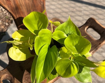 Lemon Lime Philodendron in a 4inch Nursery Pot - Low Maintenance Indoor  Plants - Vining Plant - Air Purifying Plants - Philodendron Cordatum - Etsy