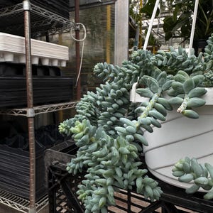 Pode incluir: Uma planta suculenta suspensa com folhas ovais verde-azuladas em cascata. A planta est&aacute; em um vaso redondo branco suspenso. O fundo inclui uma prateleira de metal com bandejas pretas e uma estufa.