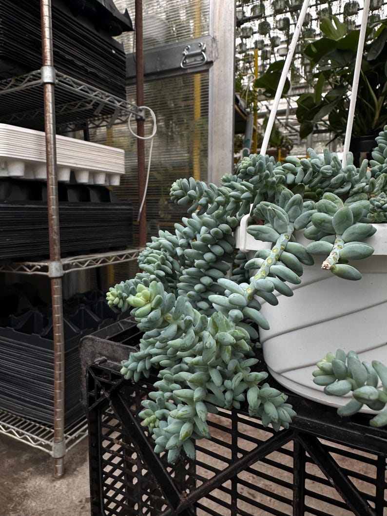 Pode incluir: Uma planta suculenta suspensa com folhas ovais verde-azuladas em cascata. A planta est&aacute; em um vaso redondo branco suspenso. O fundo inclui uma prateleira de metal com bandejas pretas e uma estufa.