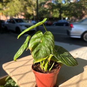 4&quot; Philodendron Majestic – Rare Aroid, Indoor Plant, Easy Care Houseplant