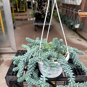 Pode incluir: Uma planta suculenta suspensa em um vaso branco. A planta tem caules longos e pendurados com folhas carnudas verde-azuladas. O vaso &eacute; suspenso por um cabide branco. A planta est&aacute; em uma caixa de pl&aacute;stico preta.