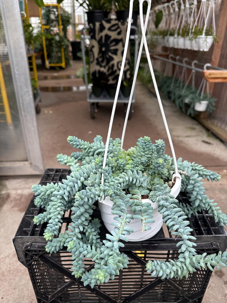 Pode incluir: Uma planta suculenta suspensa em um vaso branco. A planta tem caules longos e pendurados com folhas carnudas verde-azuladas. O vaso &eacute; suspenso por um cabide branco. A planta est&aacute; em uma caixa de pl&aacute;stico preta.