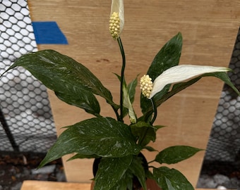 Variegated Peace Lily – Rare Domino Indoor Plant, Silver Foliage (4" Pot)