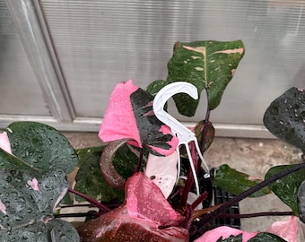 Pink Princess Philodendron Live Plant – 8” Pot | Rare Variegated Houseplant