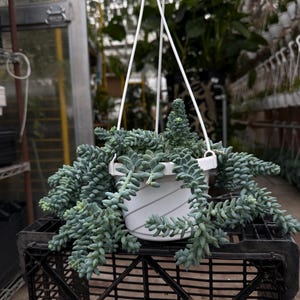 Pode incluir: Um vaso branco suspenso com uma planta suculenta pendurada. A planta tem caules azul-esverdeados, carnudos e em cascata. O vaso &eacute; suspenso por cordas brancas e fica em cima de uma caixa de pl&aacute;stico preta, com um fundo de estufa.