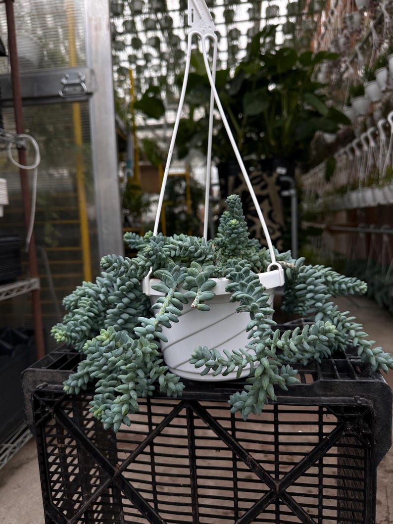 Pode incluir: Um vaso branco suspenso com uma planta suculenta pendurada. A planta tem caules azul-esverdeados, carnudos e em cascata. O vaso &eacute; suspenso por cordas brancas e fica em cima de uma caixa de pl&aacute;stico preta, com um fundo de estufa.