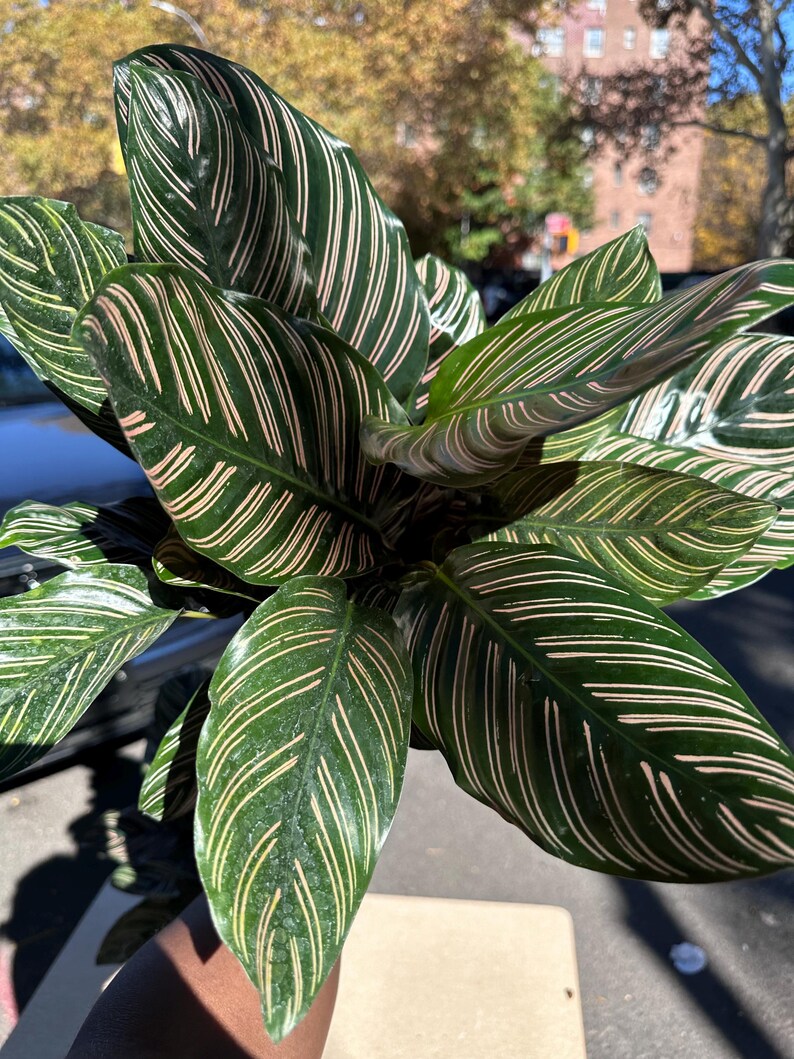 Ishy Plant Calathea Ornata Plant