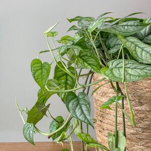 May include: A lush green plant with heart-shaped leaves and silver veining spills from a woven basket. The plant's vibrant foliage contrasts with the neutral tones of the basket and the background, creating a natural and calming aesthetic. The plant is a houseplant.