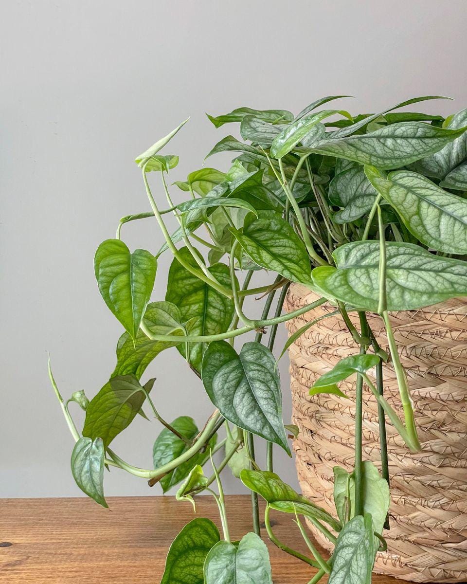 plants for air purification Verta Air BASIC: 2-in-1 Air Purifier & Self-Watering Irrigation