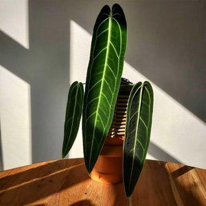 May include: Anthurium clarinervium plant with large, dark green leaves and prominent white veins. The plant is in a terracotta pot, sitting on a wooden surface. The leaves are long and heart-shaped, with a striking pattern. The background is a white wall with shadows.