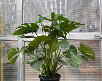 Monstera Deliciosa Live Plant – 10” Pot | Large Swiss Cheese Plant Indoor Houseplant