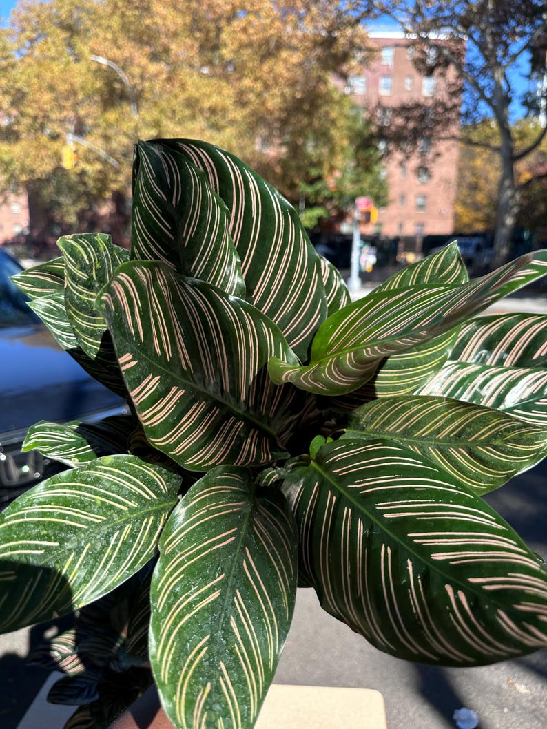 Ishy Plant Calathea Ornata Plant - Thumbnail 2