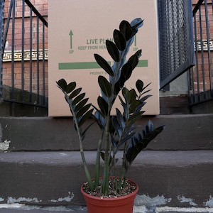 May include: A potted ZZ plant with dark green leaves and stems. The plant is in a terracotta-colored plastic pot. A cardboard box is behind the plant with the text "LIVE PLANT KEEP FROM HEAT" and "UP" arrows. A sign reads "WARNING Security Cameras In Use."