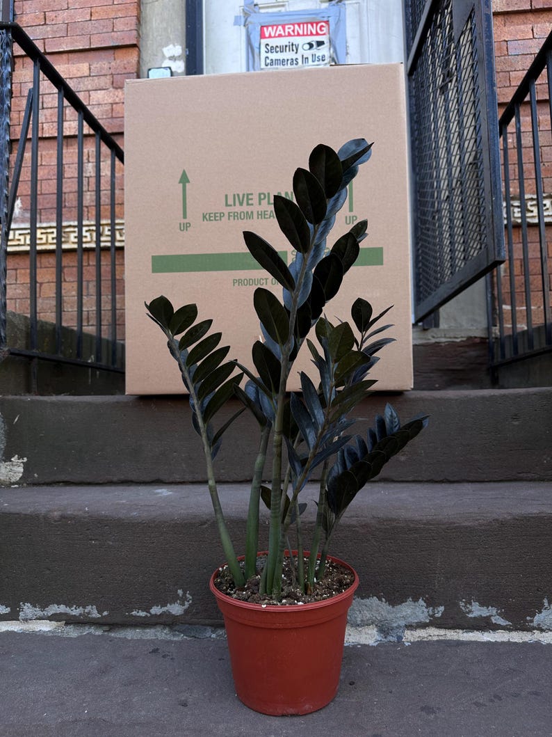 Ishy Plant Raven ZZ Plant