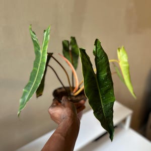 philodendron ring Ring of Fire Philodendron, 4” Pot – Angie's Planties
