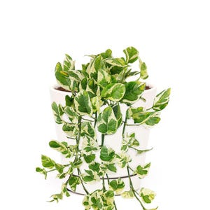 May include: A potted plant with green and white variegated leaves. The plant is in a white ceramic pot with a matching saucer. The leaves have a vibrant green color with white variegation, creating a striking contrast. The plant's stems cascade over the sides of the pot.