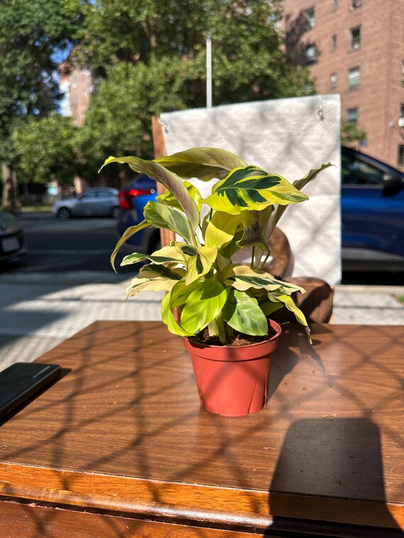 4 Calathea Yellow Allusion  Pet-safe Prayer Plant | Soft Lime-green  Tropical Foliage - Etsy