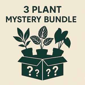 Mystery Plant Bundle – 3 Surprise Live Houseplants