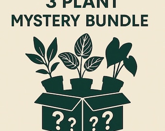 Mystery Plant Bundle – 3 Surprise Live Houseplants