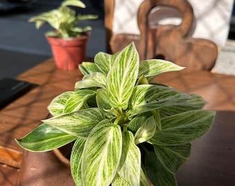4" Philodendron 'Evian': Compact Tropical Houseplant