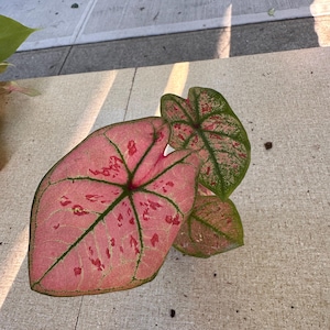 Caladium Scarlett Girl – Rare Fancy Leaf Caladium, Colorful Foliage, Live Tropical Plant