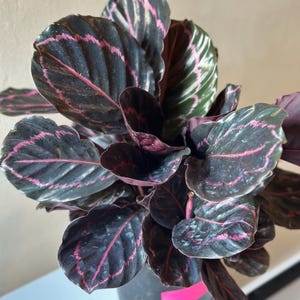 Calathea Roseopicta ‘Dottie’ – Bold Pink & Purple Foliage | Pet-Safe Prayer Plant